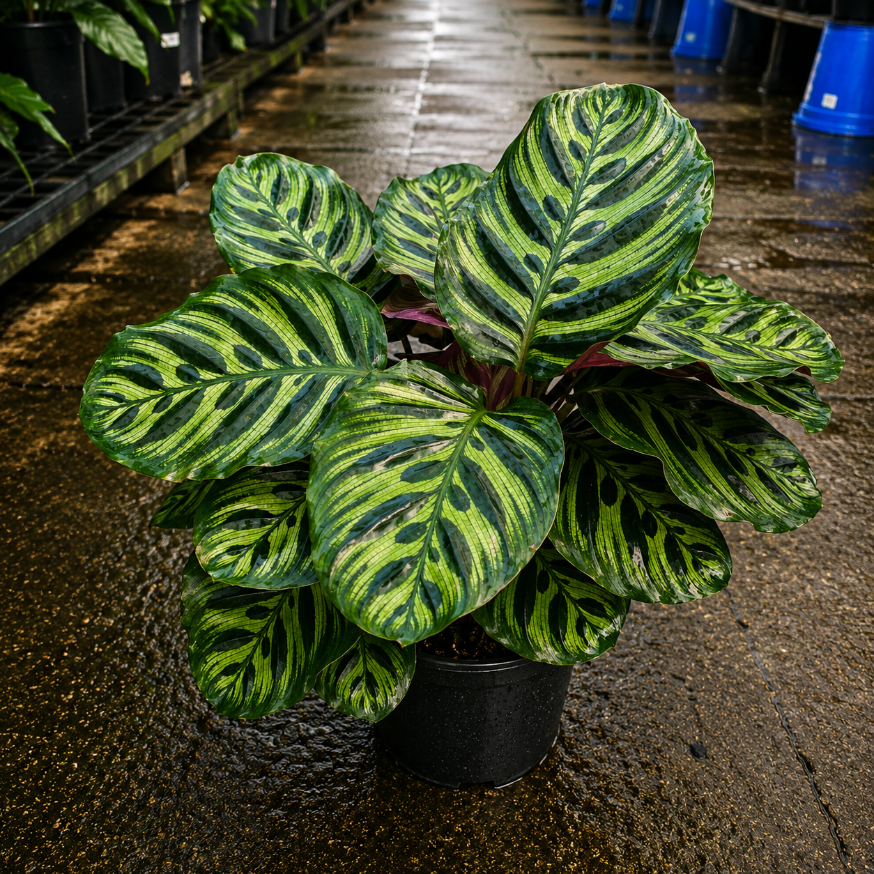 Calathea makoyana (Peacock Plant)