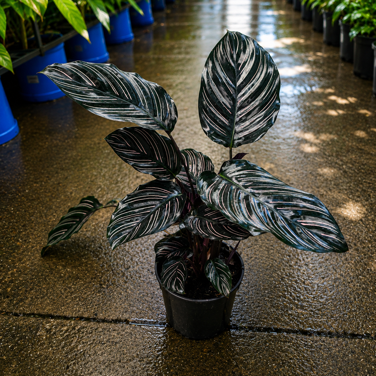 Calathea sanderiana (Pinstripe Calathea)