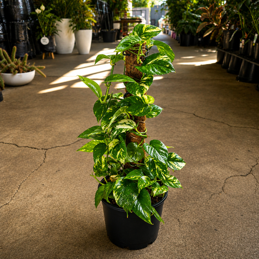 Epipremnum aureum (Devil's Ivy)
