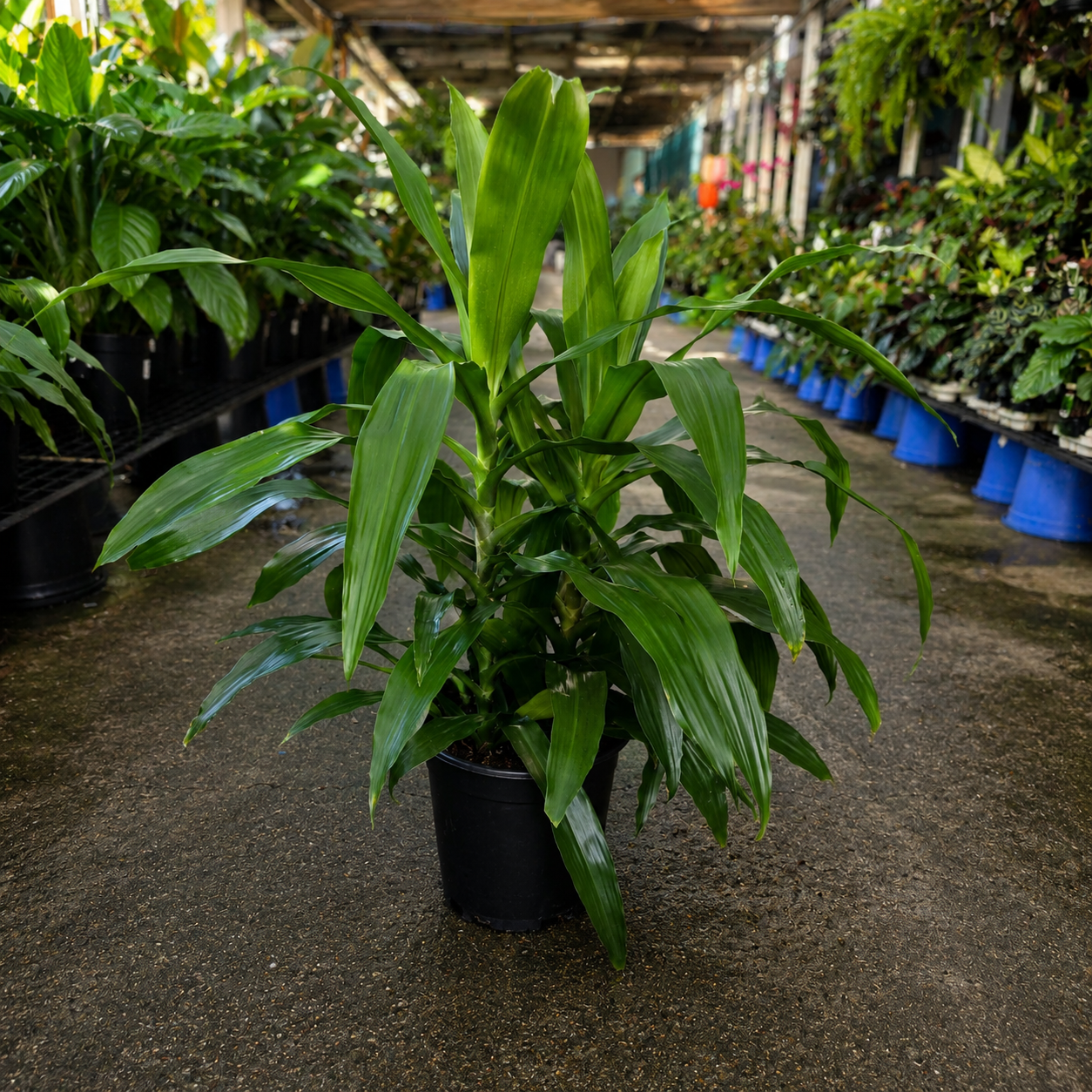 Dracaena fragrans ‘Janet Craig’