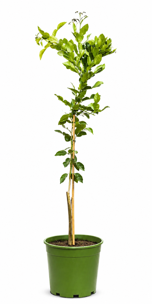 Citrus Kaffir Lime