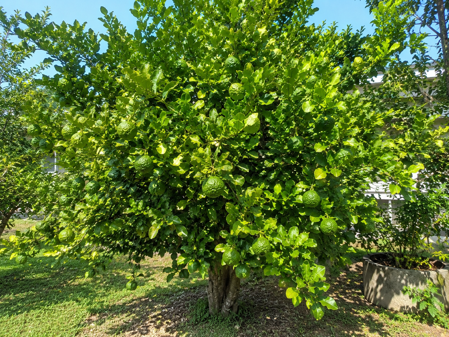 Citrus Kaffir Lime