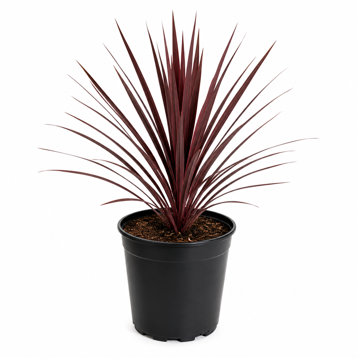 Cordyline Red Sensation