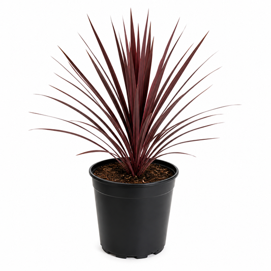 Cordyline Red Sensation