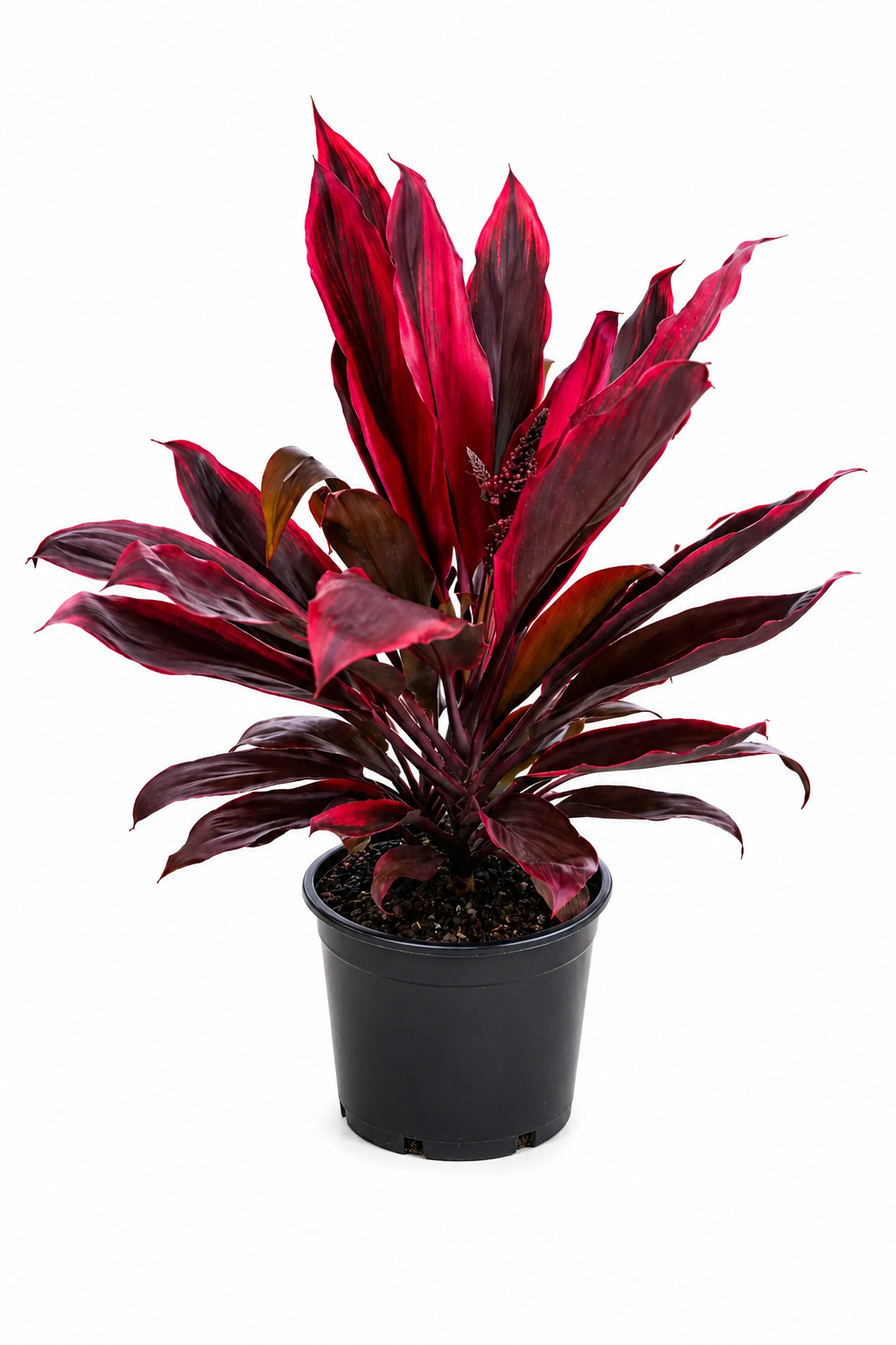 Cordyline rubra (Red Cordyline / Palm Lily)