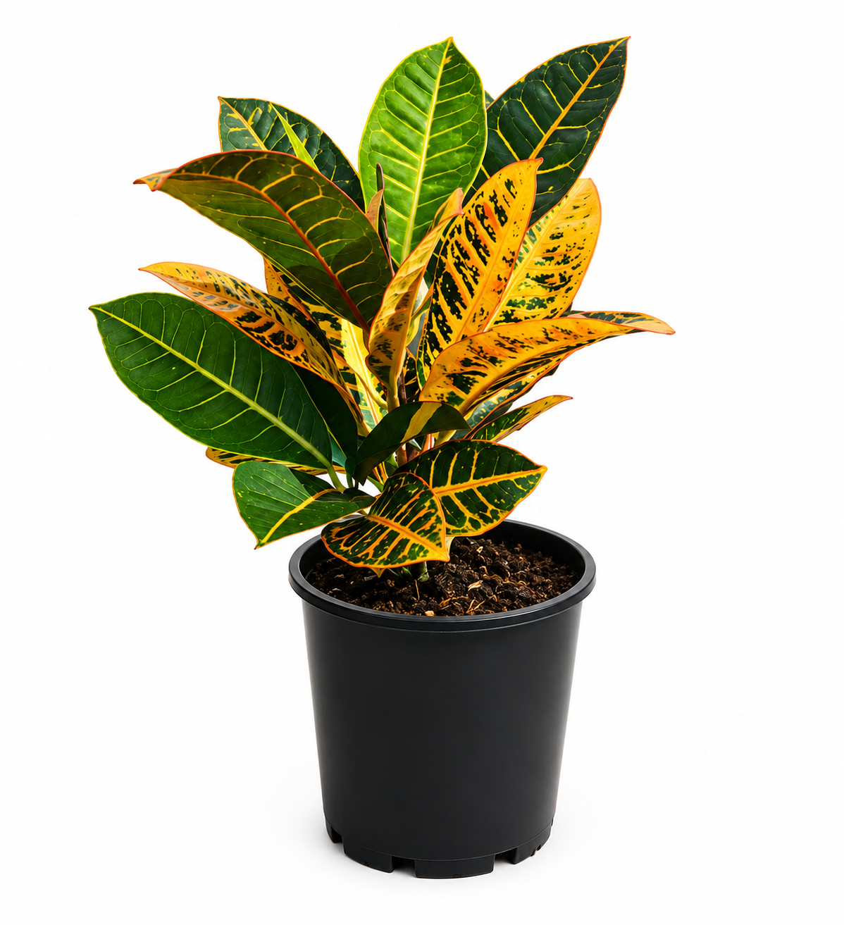 Croton Petra