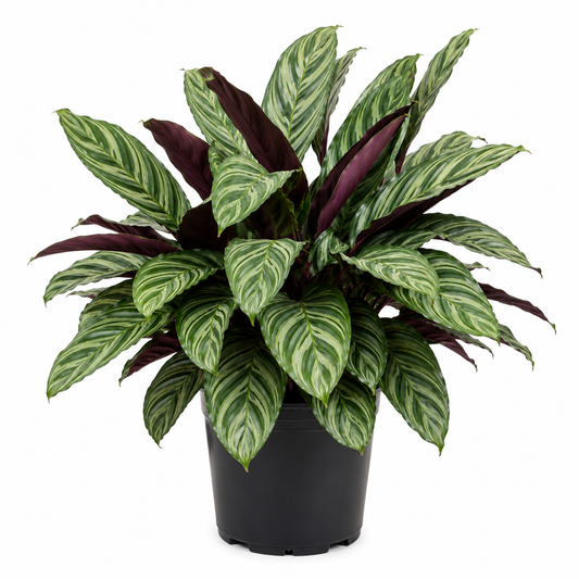 Ctenanthe oppenheimiana
