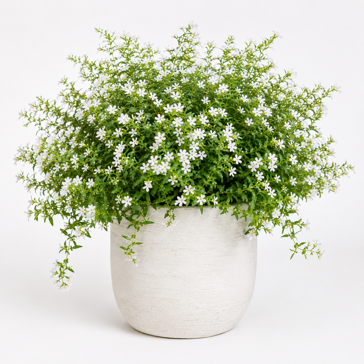 Cuphea White