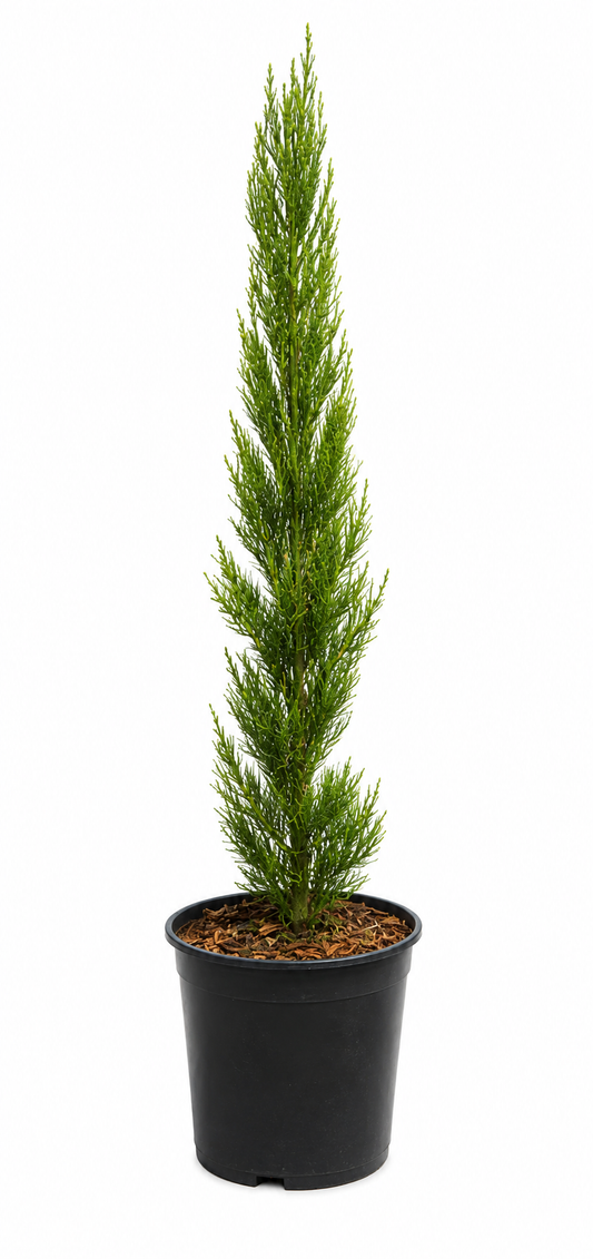 Cupressus Nitschkes Needles