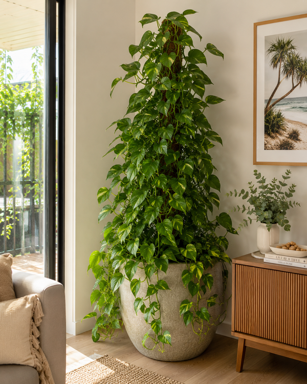 Epipremnum aureum (Devil's Ivy)