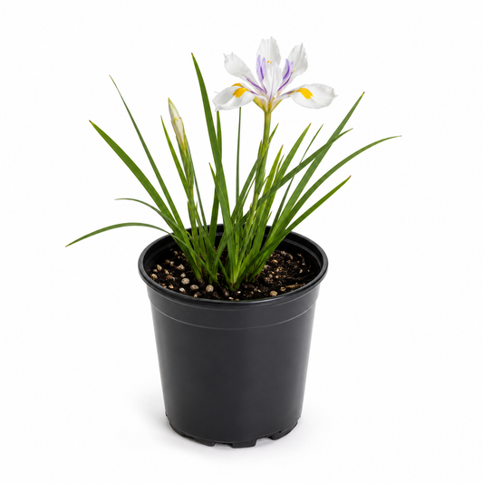 Dietes ‘Tiny Dancer’ (Dwarf African Iris)