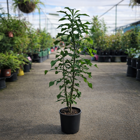 Evergreen Frangipani (Plumeria pudica) from The Nurso showing white, fragrant flowers and lush green foliage.