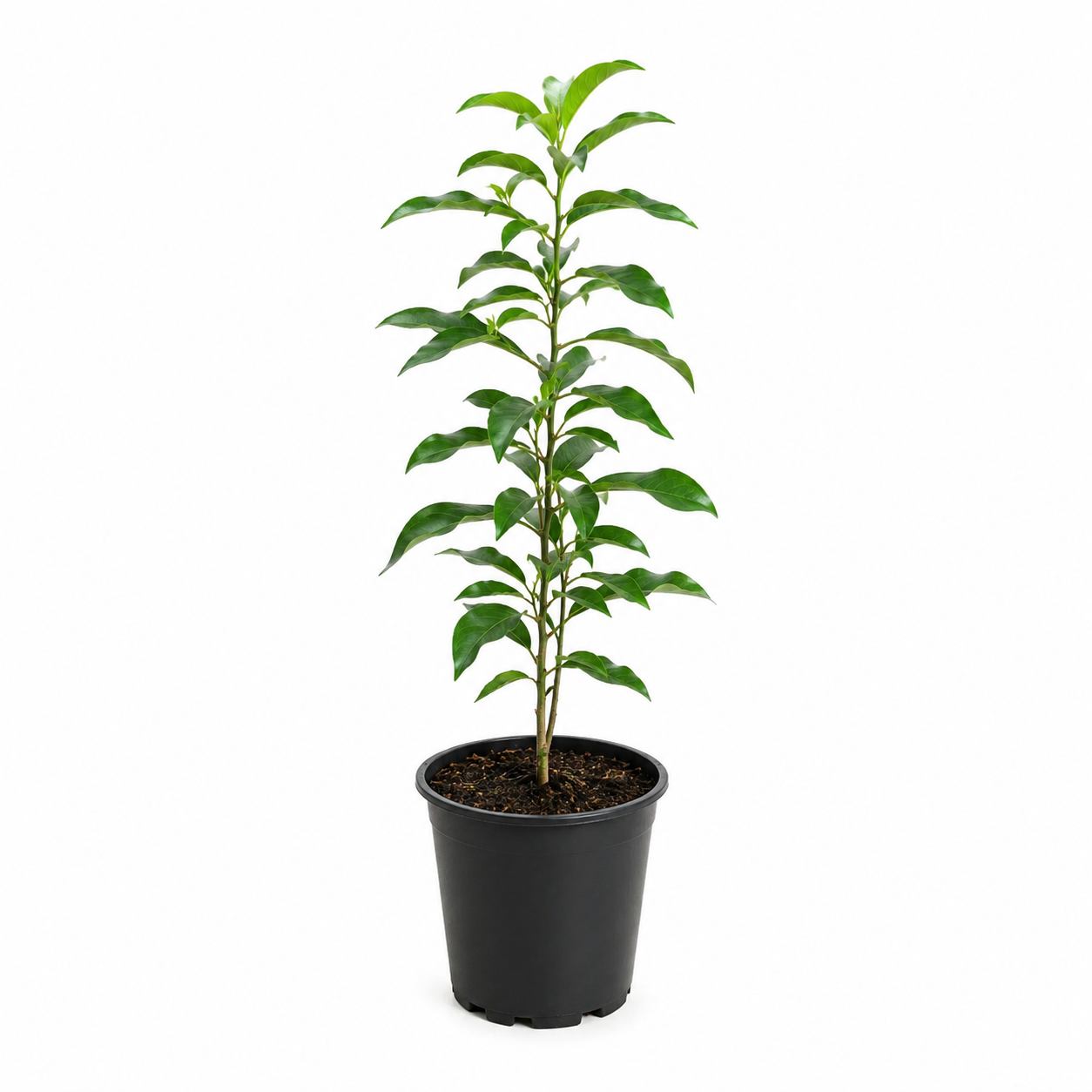 Evergreen Frangipani - Plumeria pudica