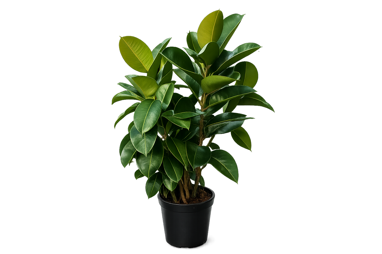 Ficus Robusta