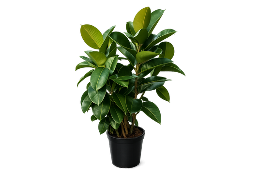 Ficus Robusta