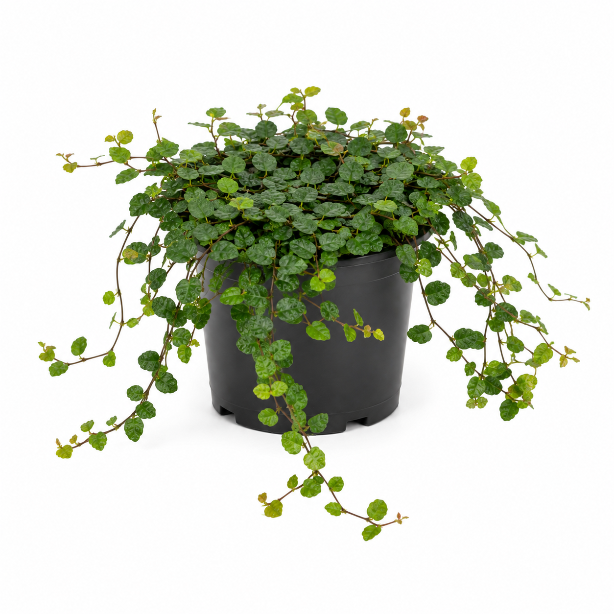 Ficus pumila Creeping Fig