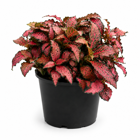 Fittonia ‘Jungle Fire’