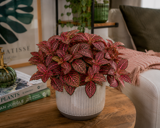 Fittonia ‘Jungle Fire’