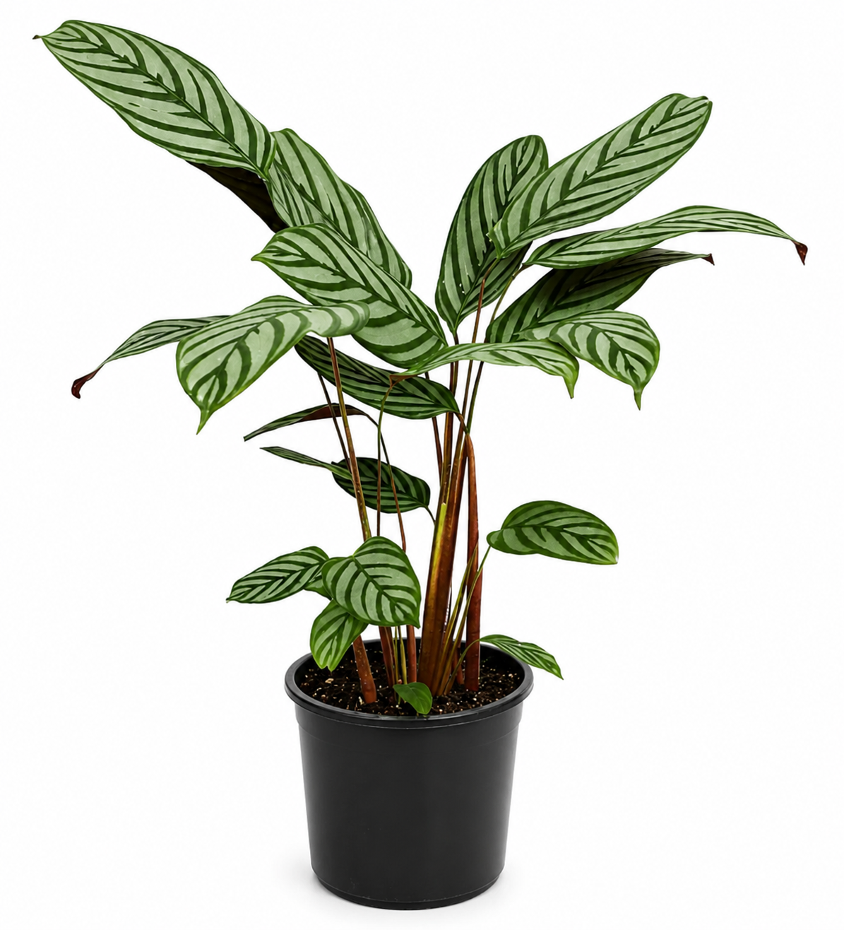 Ctenanthe Grey Star