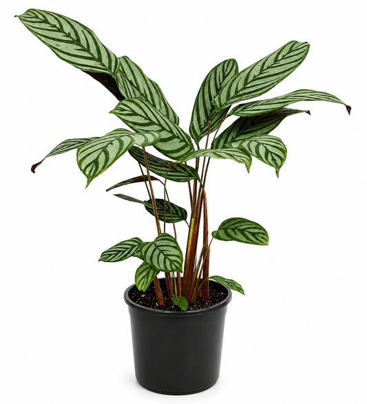 Ctenanthe Grey Star