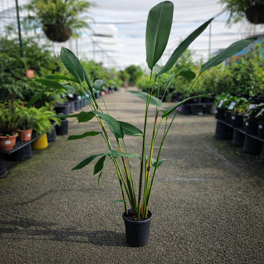 Bright Heliconia African Dawn flower from The Nurso, showcasing vibrant red and orange petals with green foliage.
