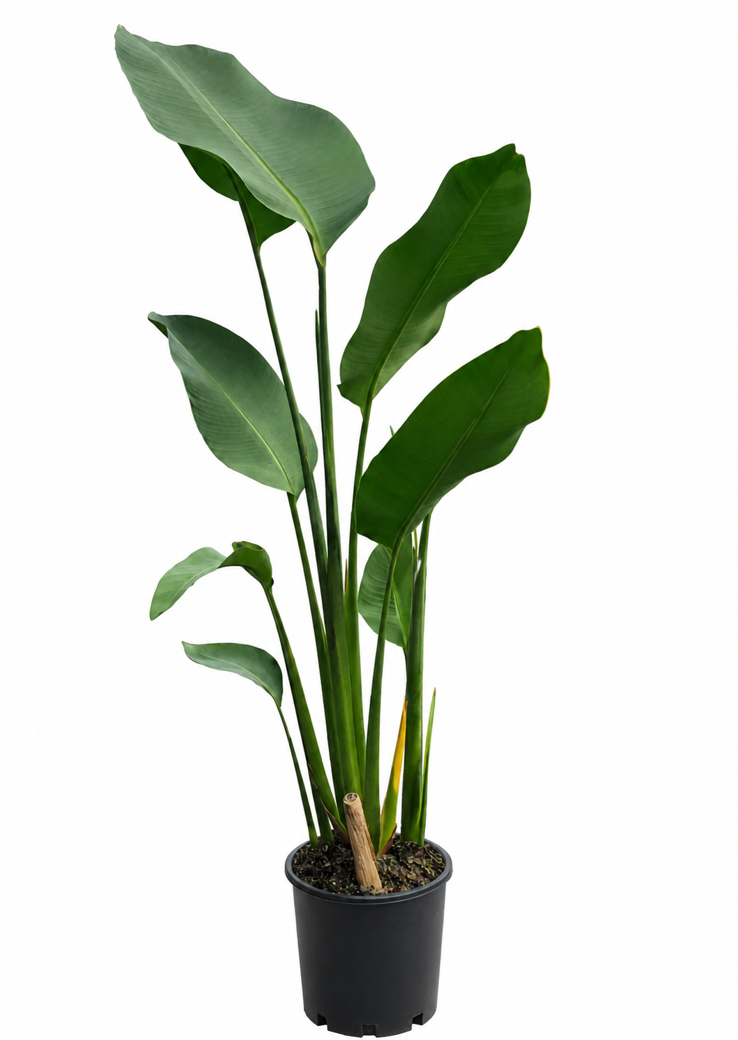 Heliconia Rauliniana
