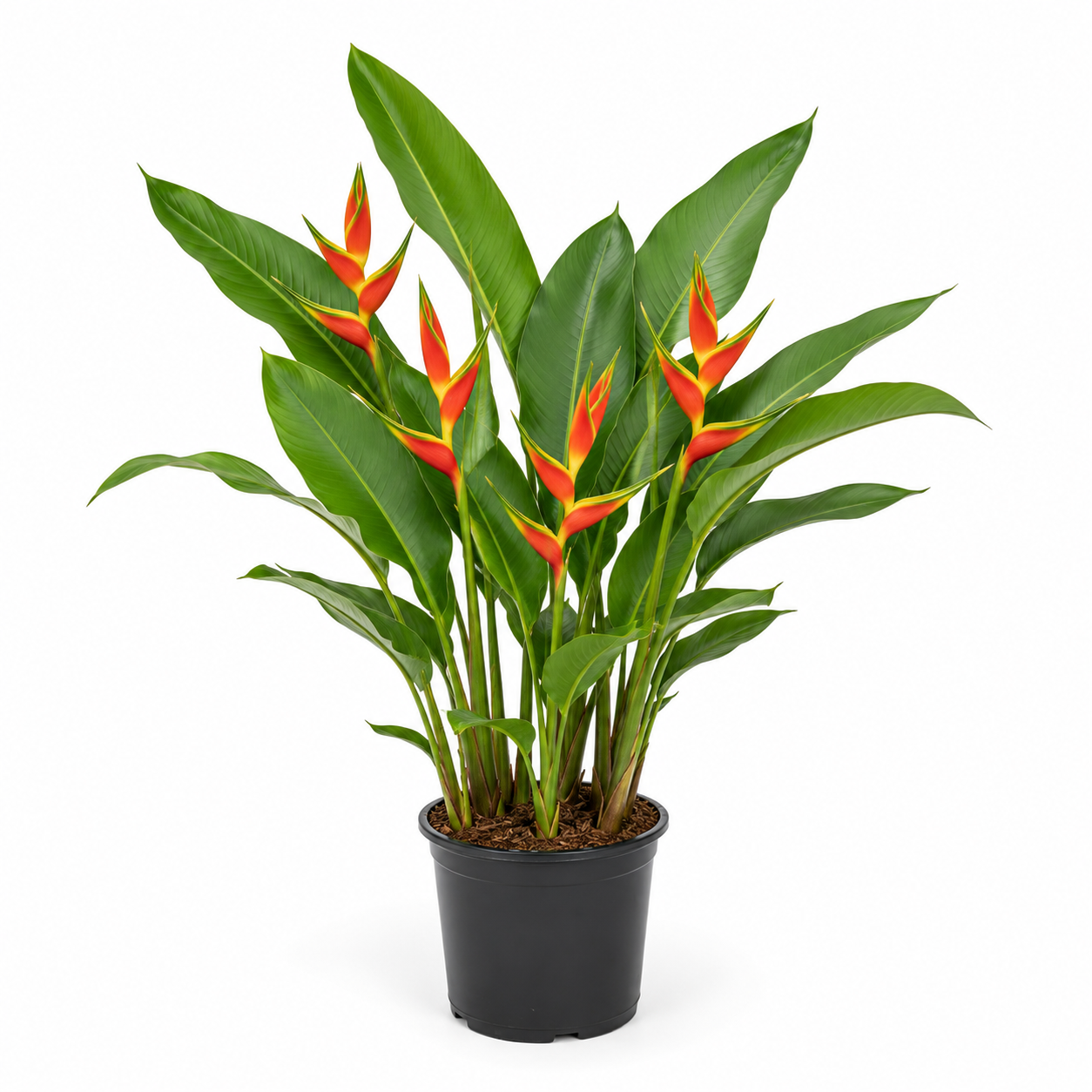 Heliconia Hot Rio Nights