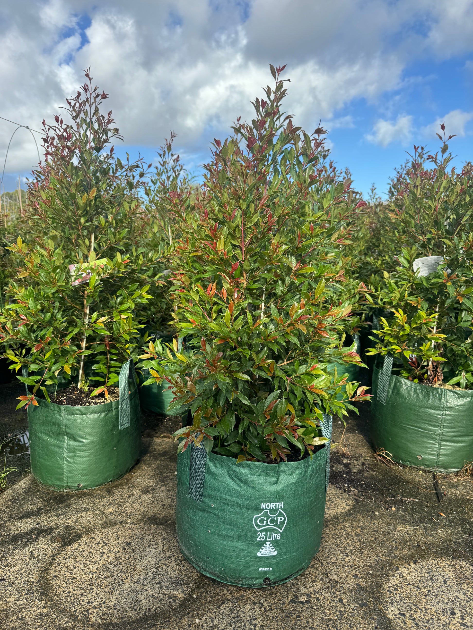 Large established Lilly Pilly Plum Magic Syzygium australe in a 25L container, showcasing vibrant green foliage and dense growth.