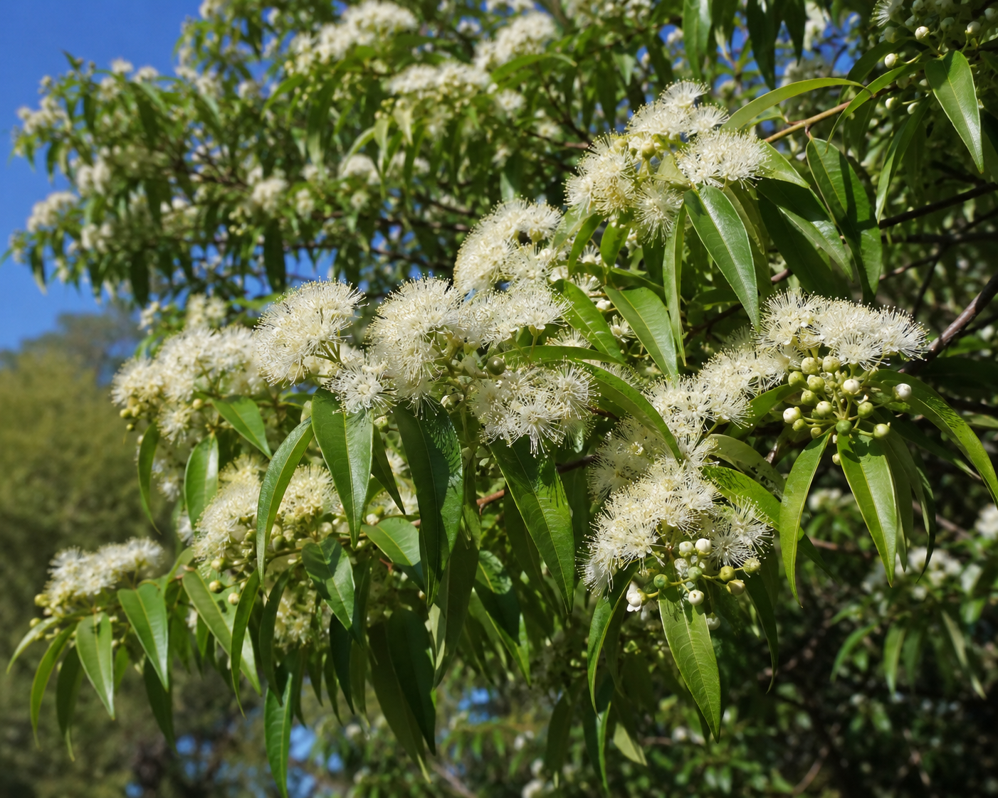 Lemon Scented Myrtle