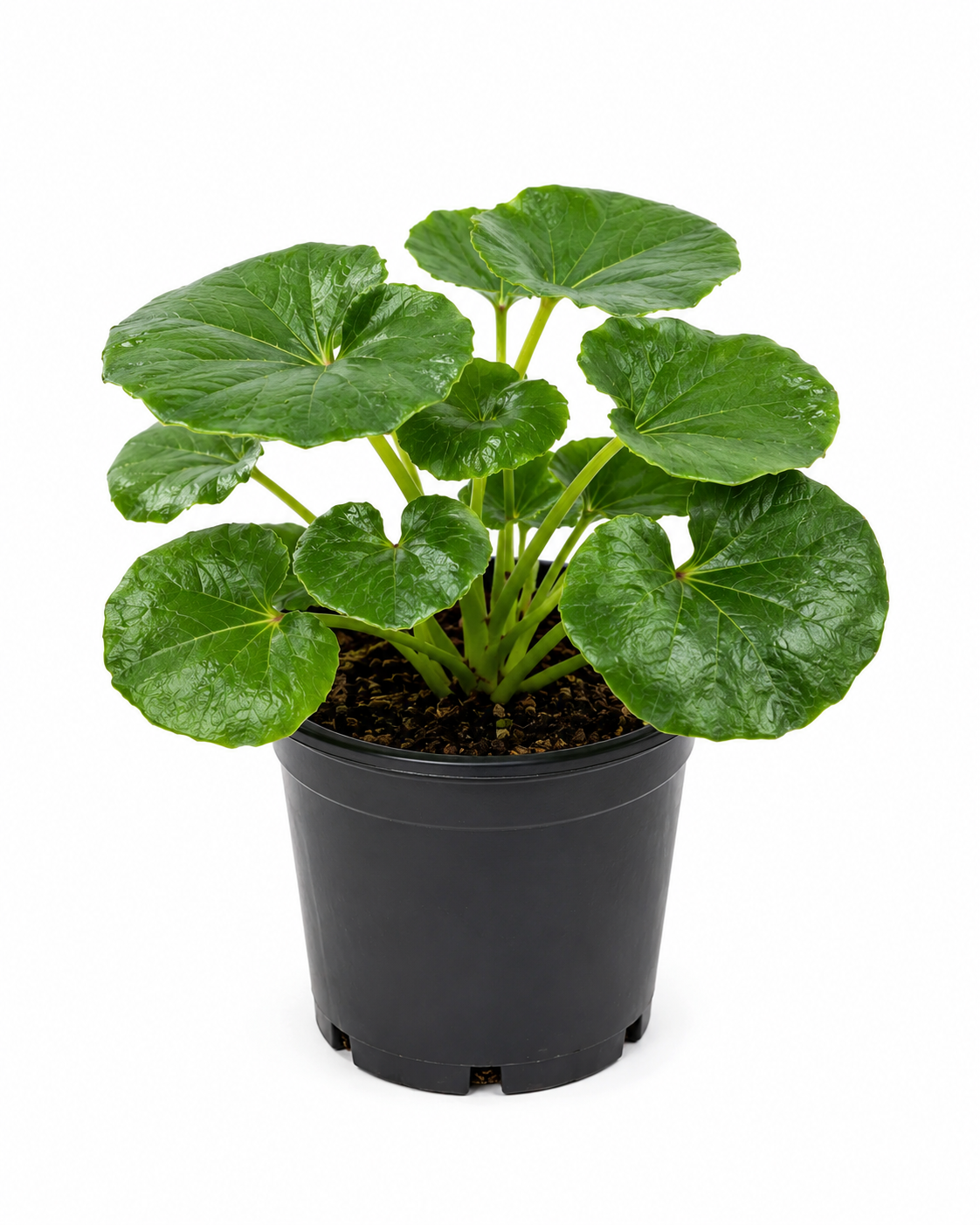Ligularia ‘Tractor Seat’ (Farfugium japonicum)