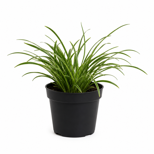 Liriope Emerald Cascade