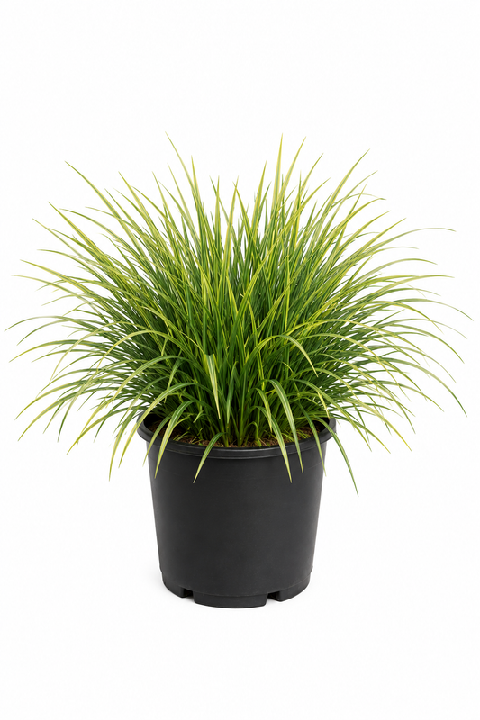Lomandra Lime Tuff