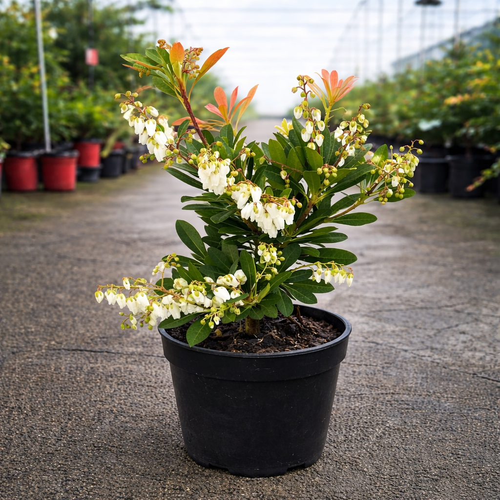 Greenhouse image of lush Pieris japonica with hanging Temple Bells by The Nurso, showcasing vibrant green foliage and delicate flower clusters.