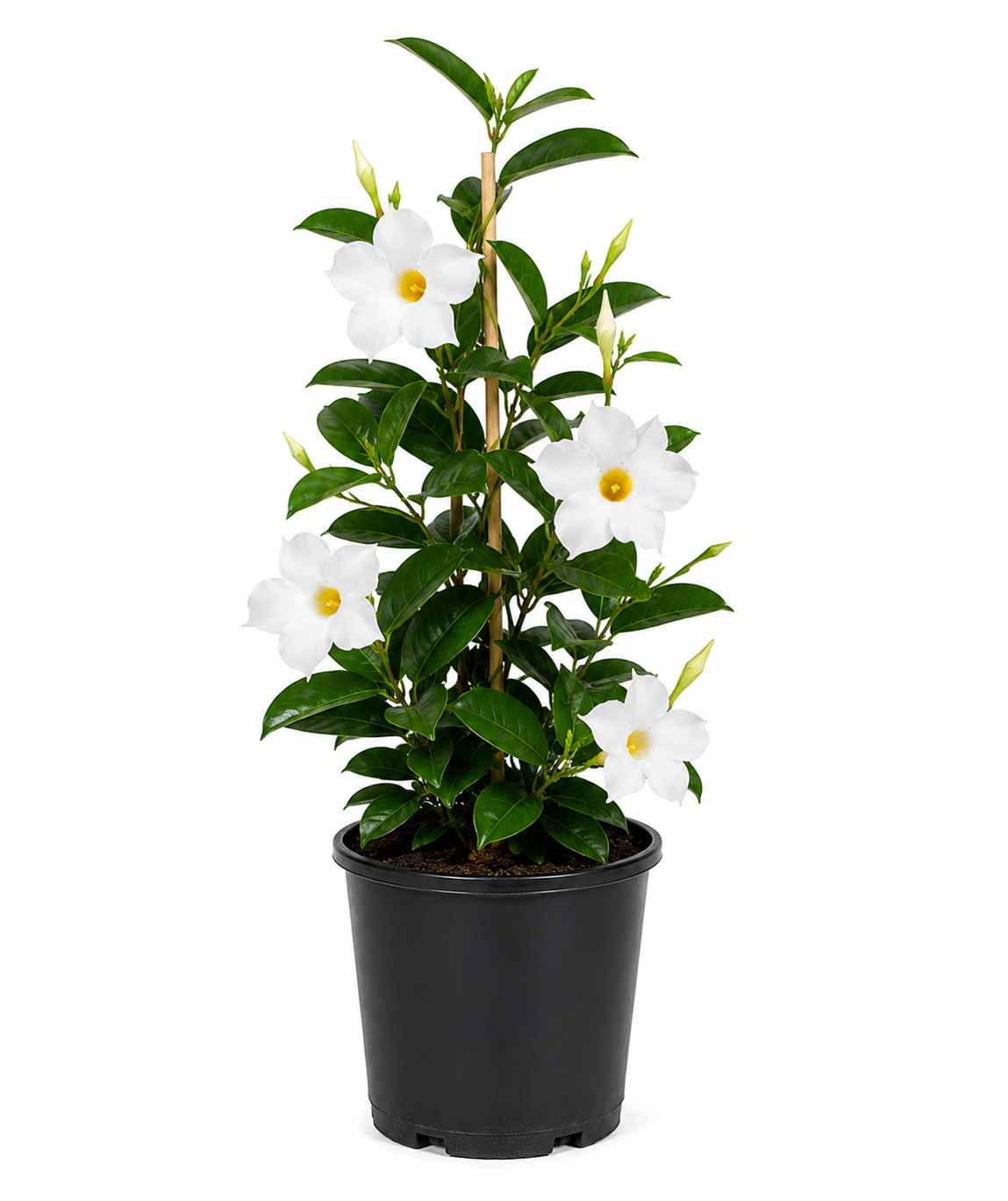 Mandevilla Bright White