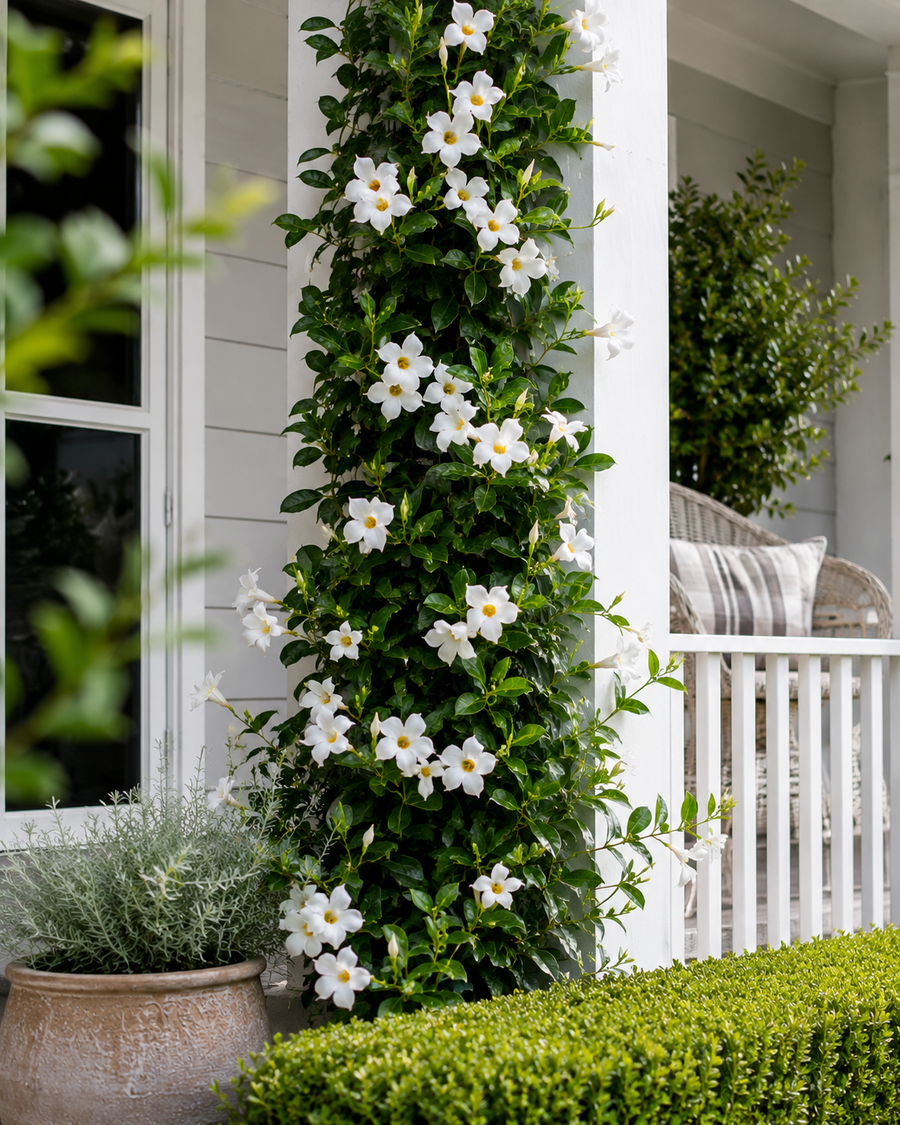 Mandevilla Bright White