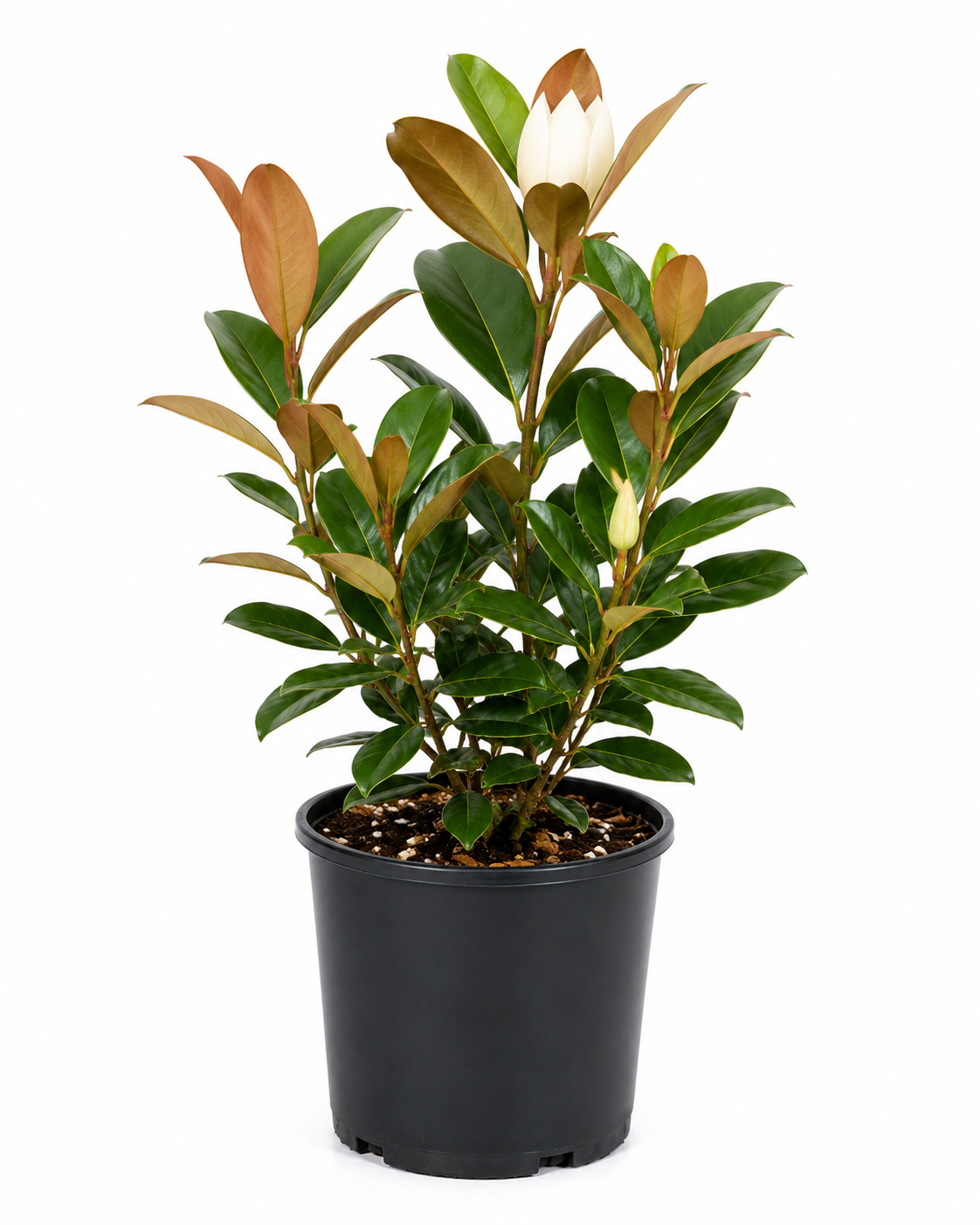 Michelia ‘Coco’ (Magnolia)