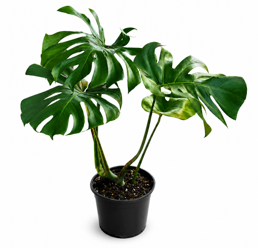 Monstera deliciosa 'Tauerii' (Tauerii Monstera)
