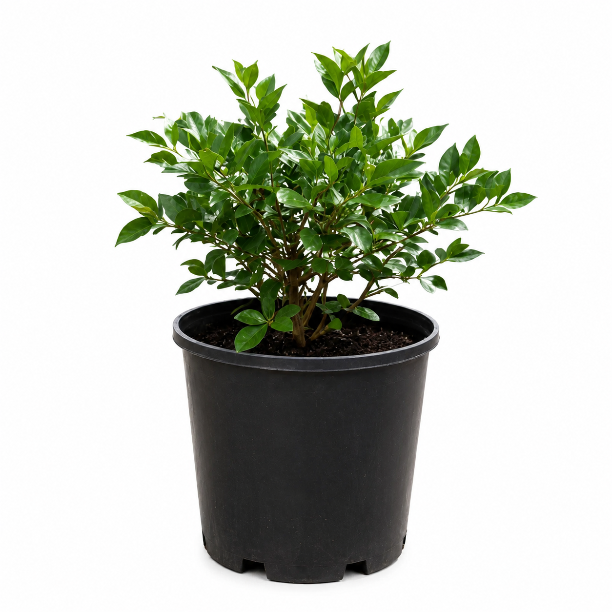 Murraya paniculata (Mock Orange)