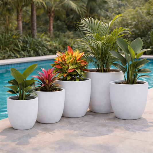 Tuscan Wide Egg White by The Nurso displayed in a clear container, showcasing its fresh, wide egg white product.