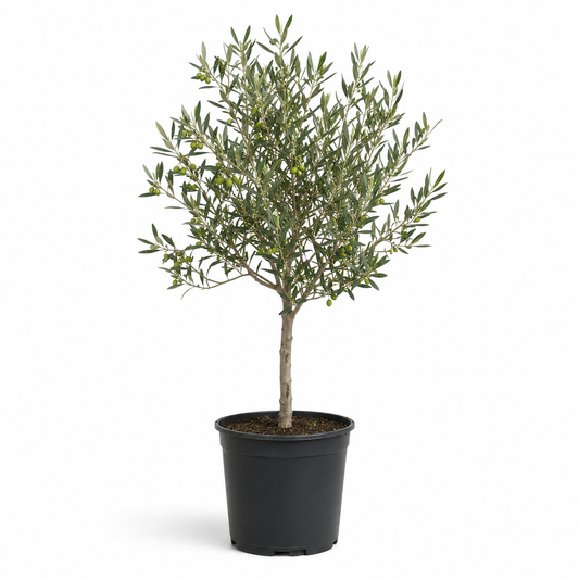 Olive ‘Frantoio’ (Olea europaea ‘Frantoio’)