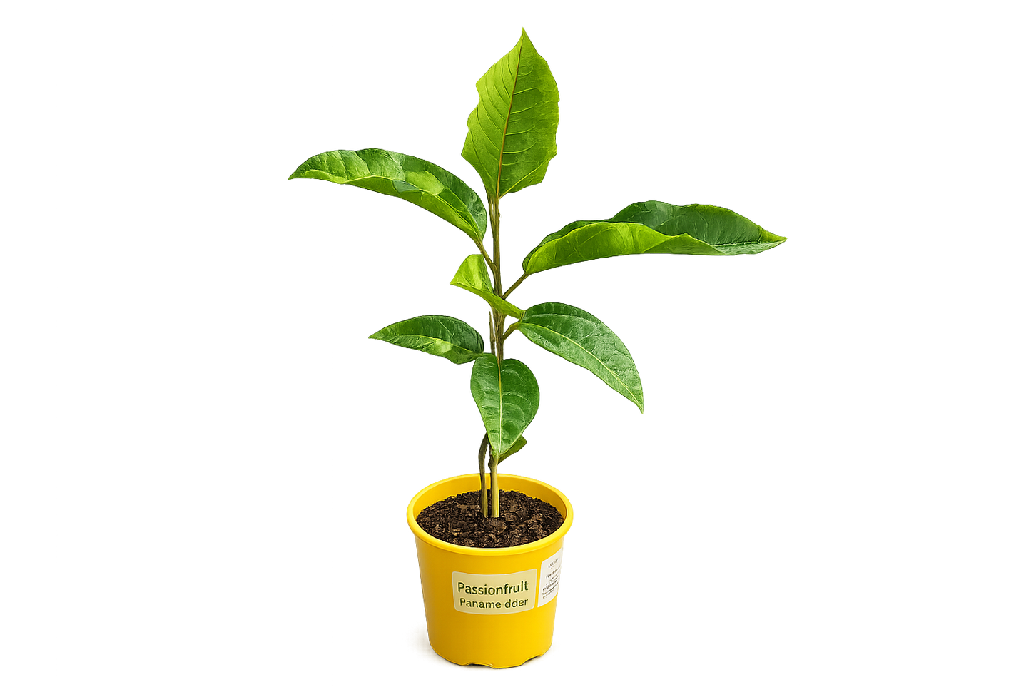 Passion Fruit Panama Gold