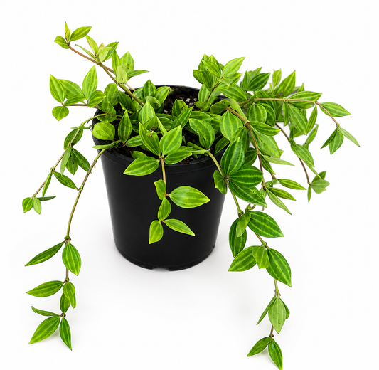 Peperomia angulata (Beetle Peperomia)