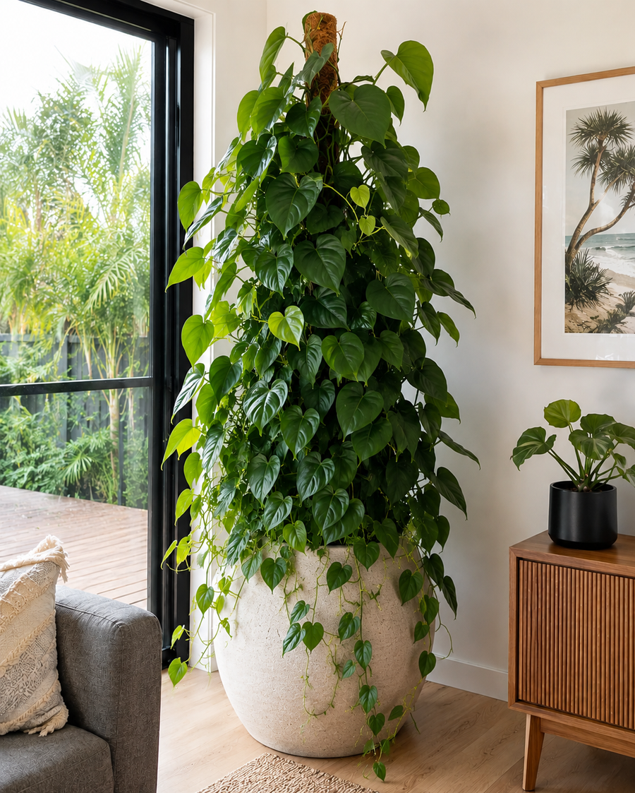 Philodendron hederaceum (Heart Leaf Philodendron)