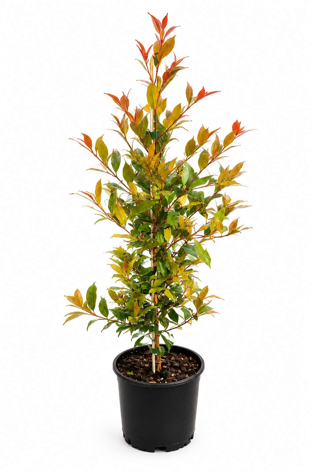 Lilly Pilly Plum Magic