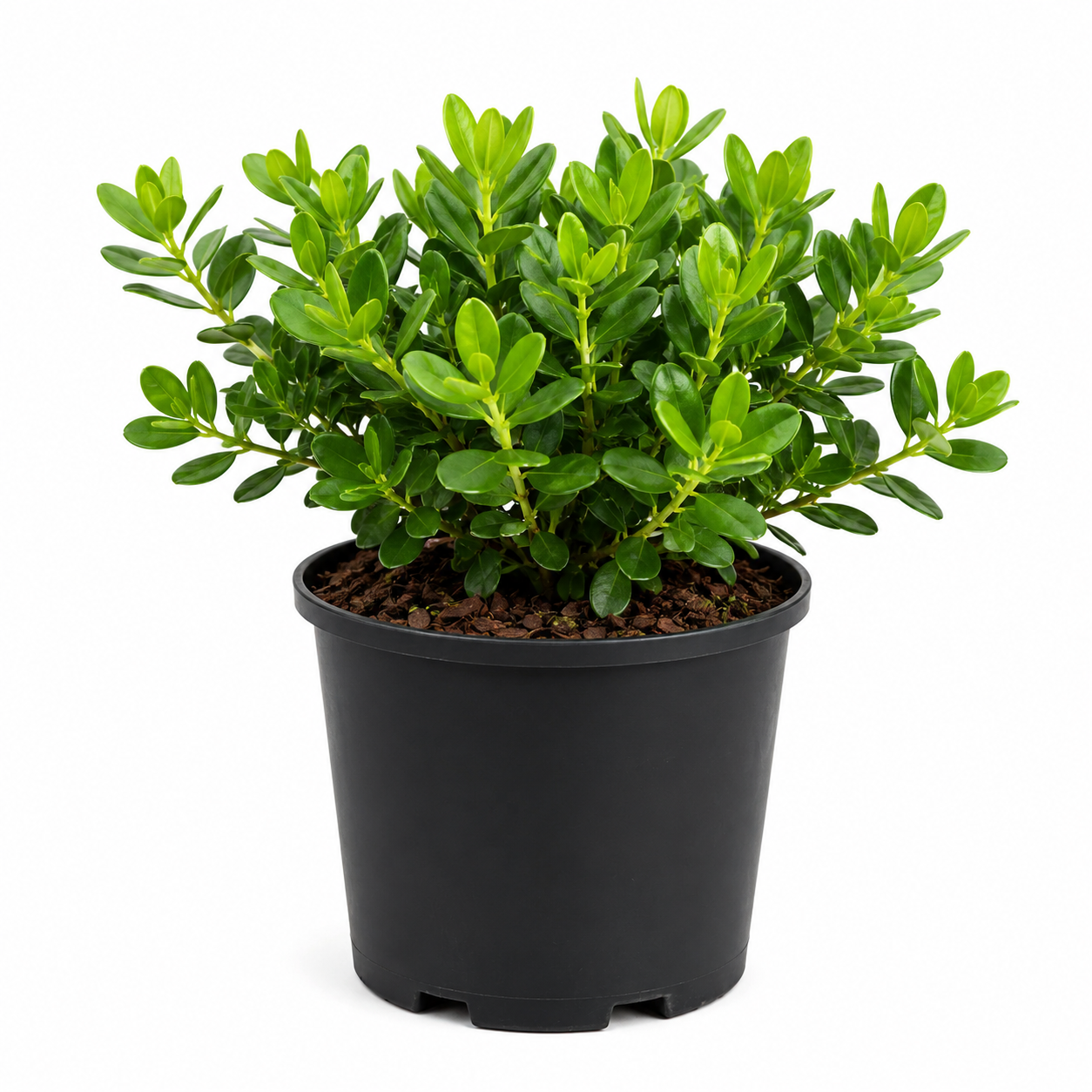 Polygala Little Bibi