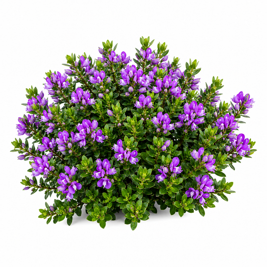 Polygala Little Polly