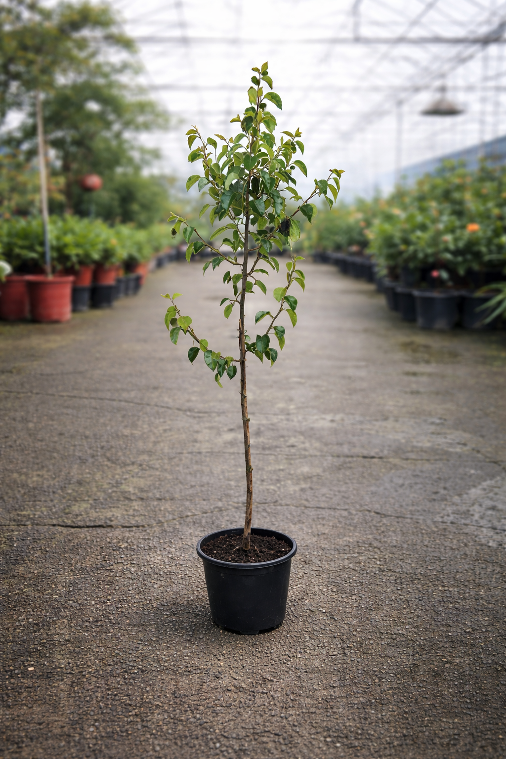 Potted Pyrus calleryana ‘Chanticleer’ ornamental pear tree in a greenhouse, showcasing lush green foliage and a sturdy trunk.