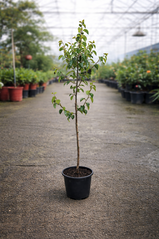 Potted Pyrus calleryana ‘Chanticleer’ ornamental pear tree in a greenhouse, showcasing lush green foliage and a sturdy trunk.
