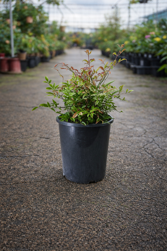 Green potted Nandina domestica ‘Daybreak’ Heavenly Bamboo shrub in a greenhouse setting, showcasing vibrant foliage and compact growth.