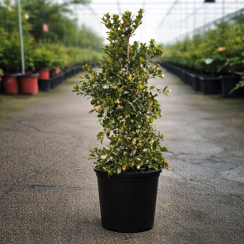 Potted Syzygium Resilience plant with variegated green leaves, displayed in a greenhouse setting.